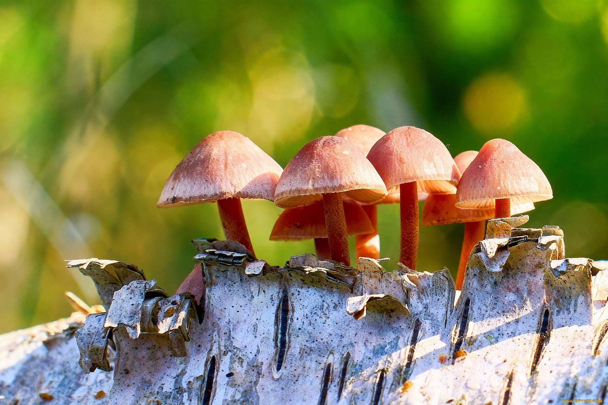 �������, �����